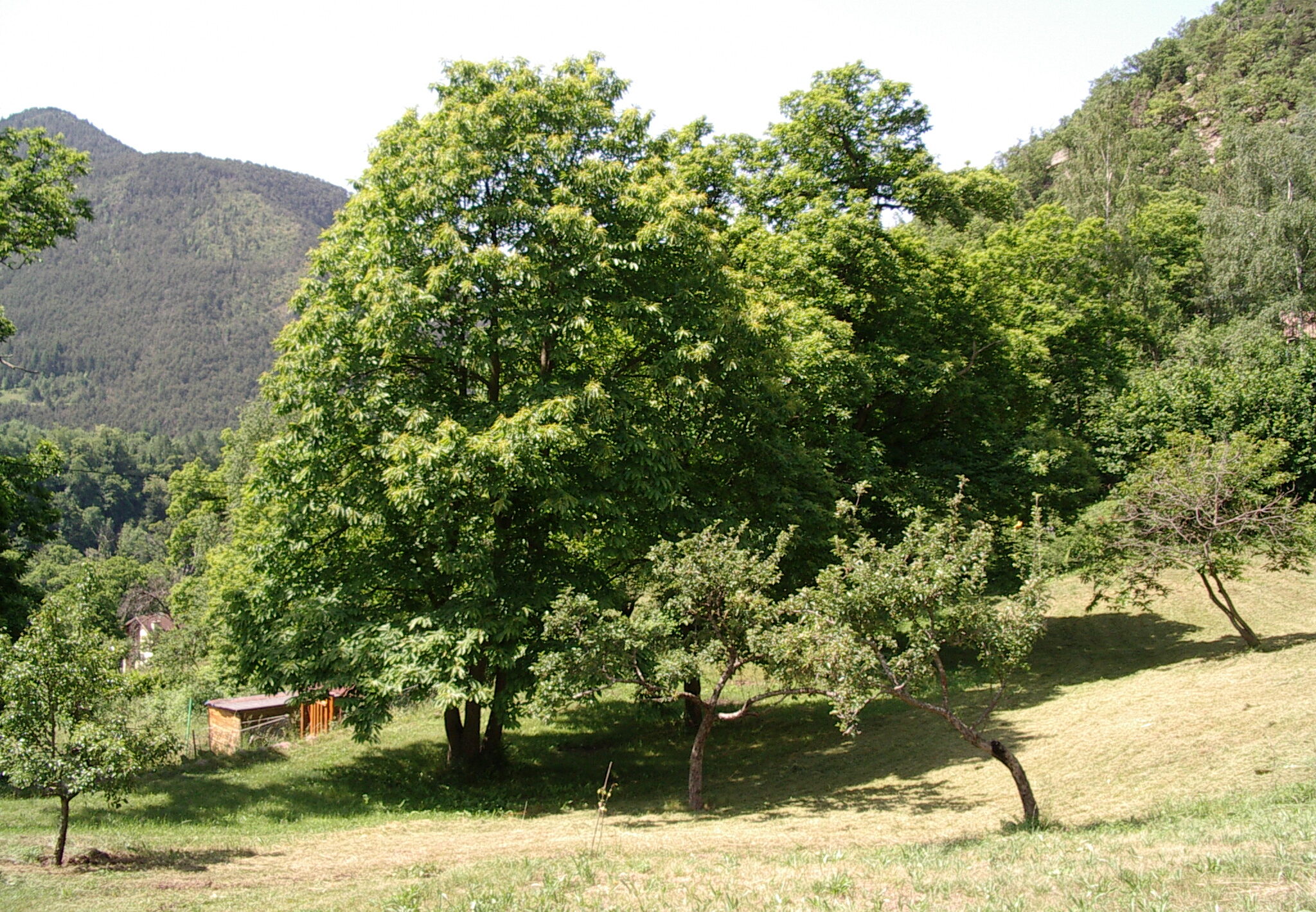châtaigneraie entretenue